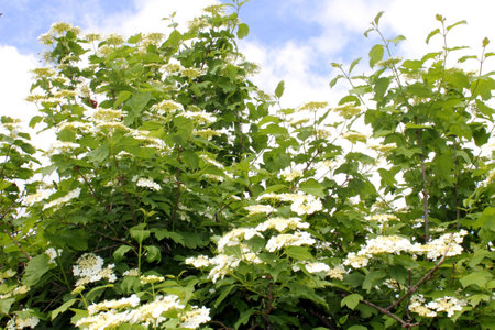 a white blossoming guelder-rose in the gardenの写真素材