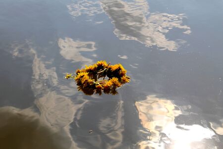 wreath of yellow dandelions on the waterの写真素材