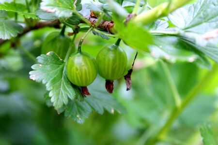 gooseberry Bush growing in the gardenの写真素材