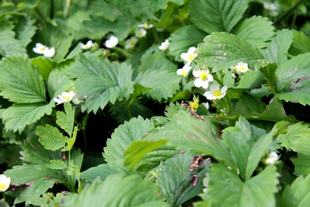 white flowers of strawberry in the gardenの写真素材