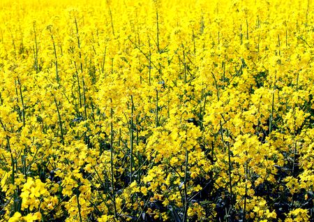 yellow rapeseed blooming on the fieldの写真素材