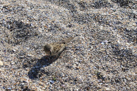 little grey Sparrow on the beachの写真素材