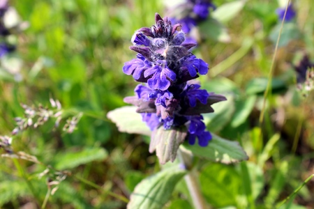 wild blue ajuga on the meadowの写真素材