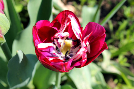 bright red tulip blossoming in the gardenの写真素材