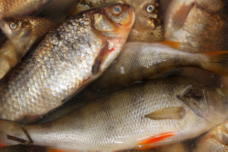 a few perch and carp in the water