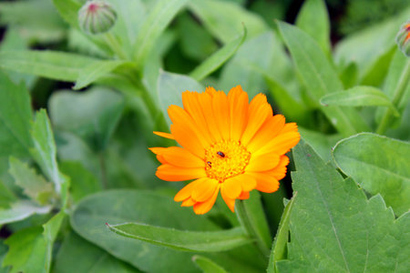 officinal orange calendula bloom in the gardenの写真素材