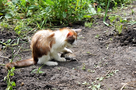 kitten playing with a dead mouseの写真素材