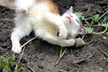 kitten playing with a dead mouseの写真素材