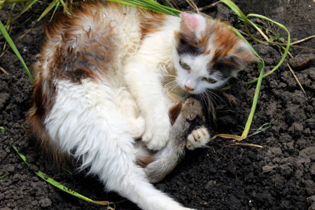 kitten playing with a dead mouseの写真素材