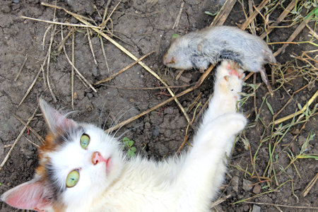 kitten playing with a dead mouseの写真素材