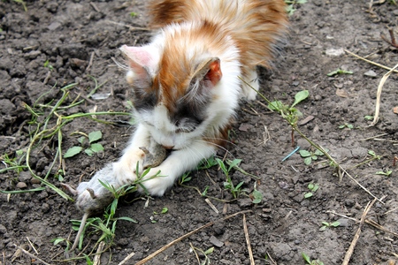 kitten playing with a dead mouseの写真素材