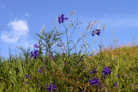 Forking Larkspur   Consolida regalis  on the meadowの写真素材