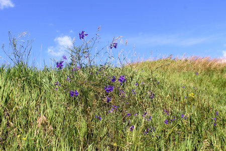 Forking Larkspur   Consolida regalis  on the meadowの写真素材