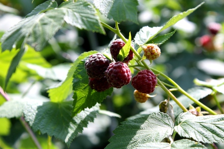  red juicy raspberry on the bush