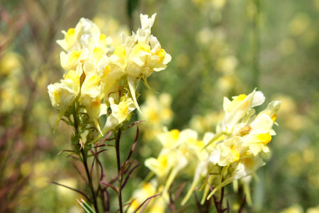 Yellow toadflax   Linaria vulgaris   の写真素材