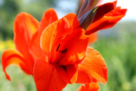 Orange bright gladiolusの写真素材