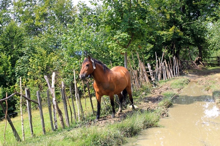 Horseの写真素材