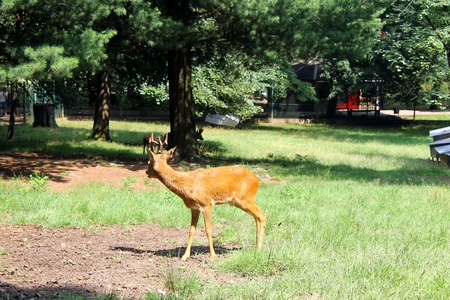 Roe deerの写真素材
