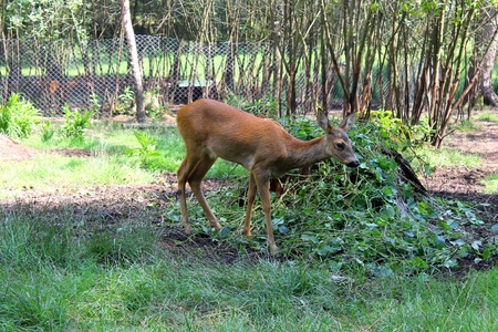 Roe deerの写真素材