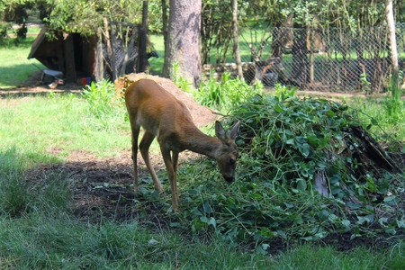 Roe deerの写真素材