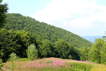 Carpathians  Landscape with fireweedの写真素材