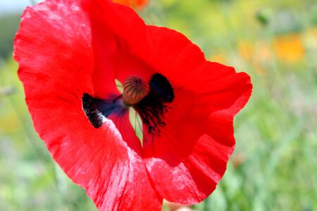 red poppyの写真素材