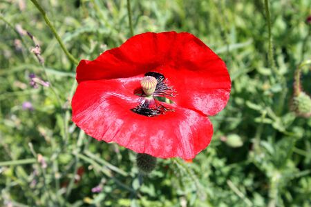 red poppyの写真素材