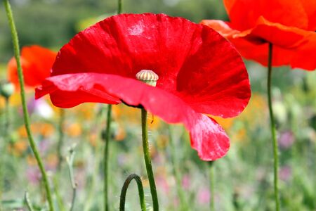 red poppyの写真素材