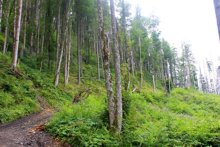Deciduous forestの写真素材
