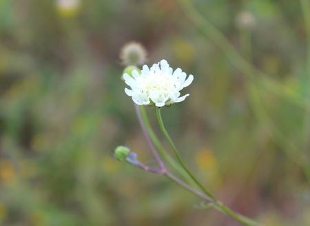 Wild white flowerの写真素材