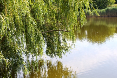 Summer pondの写真素材