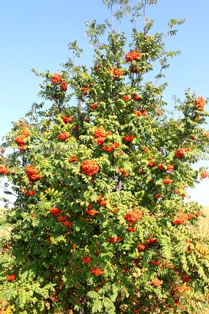 Rowan treeの写真素材