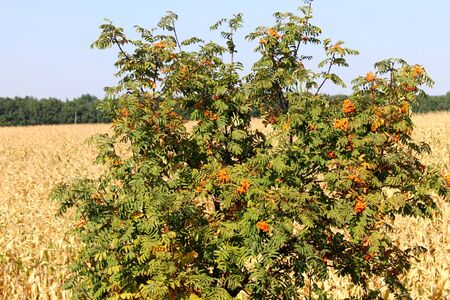 Rowan treeの写真素材
