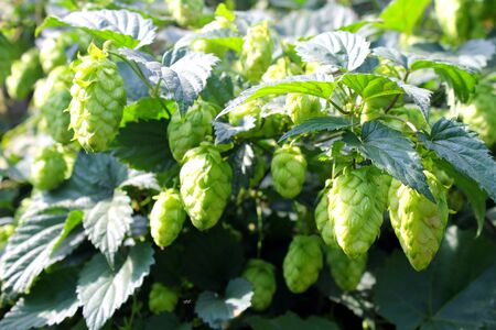 Hop coneの写真素材