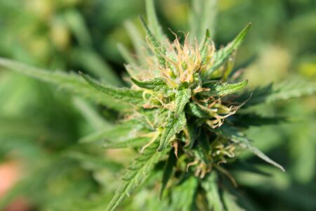 Cannabis