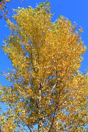 Autumn treeの写真素材