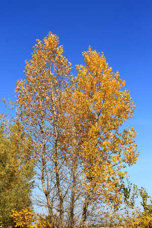 Autumn treeの写真素材