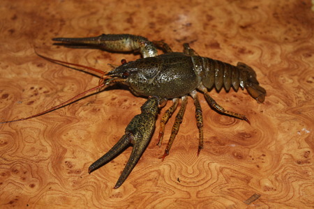 Live crayfishの写真素材