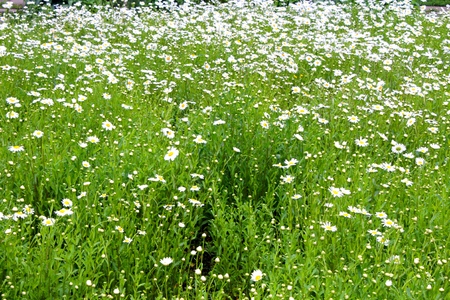 white chamomileの写真素材