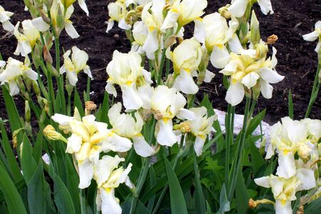 pastel yellow irisesの写真素材