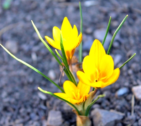 yellow crocusの写真素材