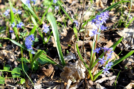 blue snowdropsの写真素材