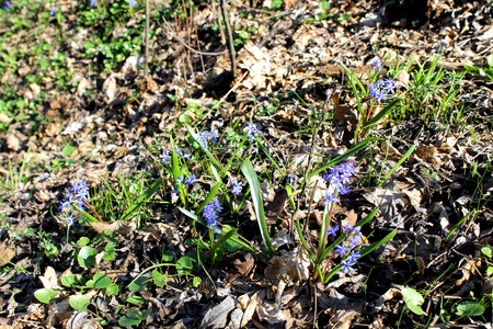 blue snowdropsの写真素材