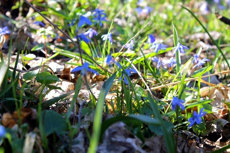 blue snowdropsの写真素材
