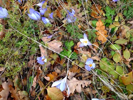 Crocusesの写真素材