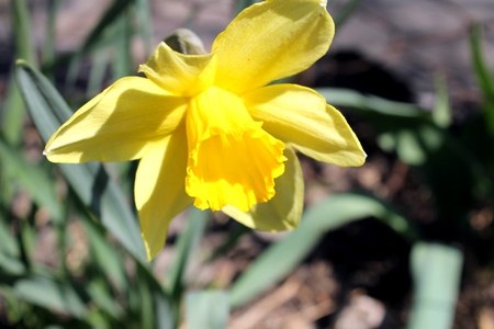 Narcissus yellowの写真素材