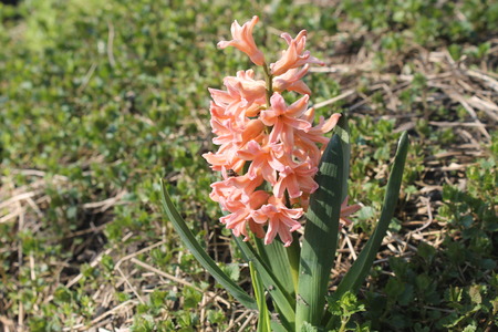Orange hyacinthの写真素材