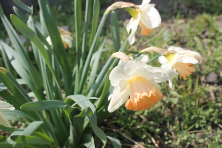 Narcissi whiteの写真素材