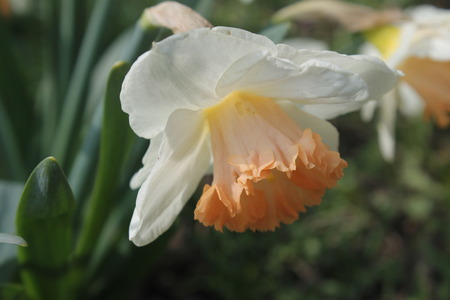 Narcissi whiteの写真素材