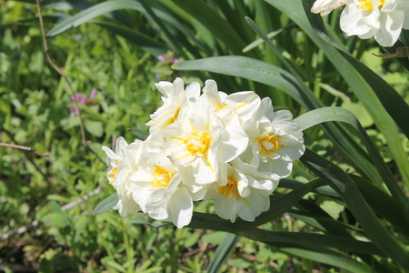 Narcissi whiteの写真素材